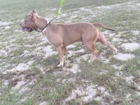 WBB DUSKY SKIES WBB, a male American Bully for sale in Youngstown, FL – 6 of 10