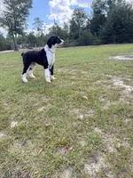 F1b Standard Sheepadoodles, a  Sheepadoodle for sale in Youngstown, FL – 8 of 8