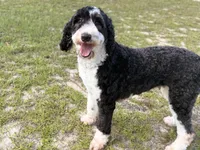 F1b Standard Sheepadoodles, a  Sheepadoodle for sale in Youngstown, FL – 5 of 8