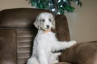 Tru, a female Miniature Bernedoodle for sale in Youngstown, FL – 6 of 6