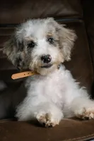 Tru, a female Miniature Bernedoodle for sale in Youngstown, FL – 1 of 6
