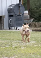 Luxury , a female American Bully for sale in Youngstown, FL – 2 of 6