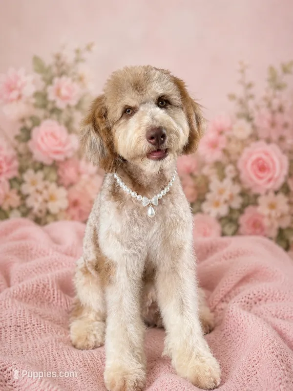 Cosmo – Bernedoodle puppy for sale in Youngstown, FL