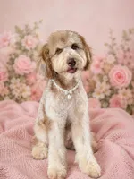 Cosmo, a female Bernedoodle for sale in Youngstown, FL – 1 of 2