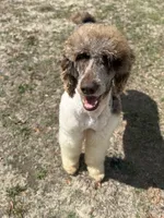 DUGAN'S FISHIN FOR MAHI IN WONDERLAND, a male Poodle - Standard  for sale in Youngstown, FL – 2 of 9
