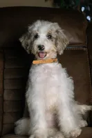 Tru, a female Miniature Bernedoodle for sale in Youngstown, FL – 2 of 6