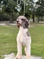 MAHI - Breeding, a male Poodle - Standard  for sale in Youngstown, FL – 9 of 9