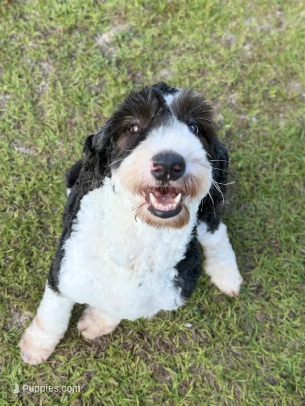 F1b Standard Sheepadoodles – Sheepadoodle puppy for sale in Youngstown, FL