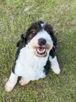 F1b Standard Sheepadoodles, a  Sheepadoodle for sale in Youngstown, FL – 1 of 8