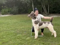 F1b Standard Sheepadoodles, a  Sheepadoodle for sale in Youngstown, FL – 3 of 8