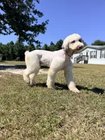 Multigen Sheepadoodle Litter, a female Sheepadoodle for sale in Youngstown, FL – 7 of 7
