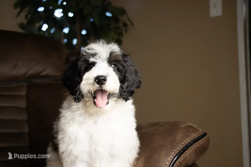 Brulee – Bernedoodle puppy for sale in Youngstown, FL