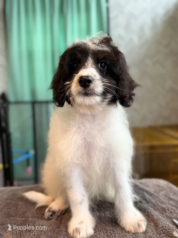 Biscotti – Miniature Bernedoodle puppy for sale in Youngstown, FL