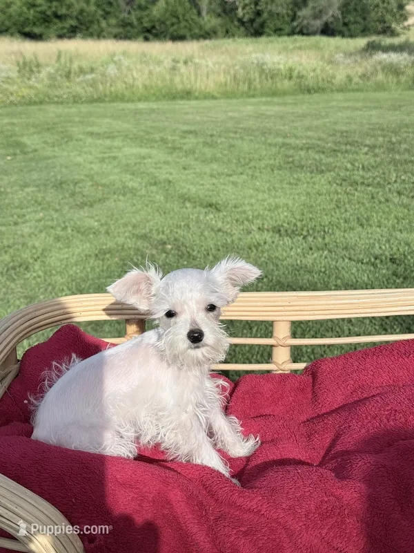Oliver – Miniature Schnauzer puppy for sale in Knob Noster, MO