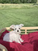 Oliver, a male Miniature Schnauzer for sale in Knob Noster, MO – 1 of 7