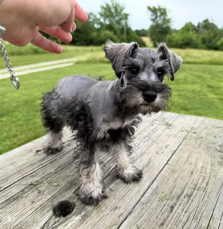 Gabe – Miniature Schnauzer puppy for sale in Knob Noster, MO