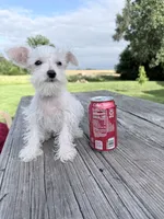 Oliver, a male Miniature Schnauzer for sale in Knob Noster, MO – 6 of 7