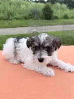 Oscar, a male Miniature Schnauzer for sale in Knob Noster, MO – 3 of 3