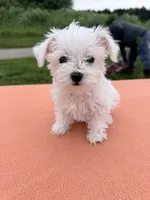 Oliver, a male Miniature Schnauzer for sale in Knob Noster, MO – 2 of 2