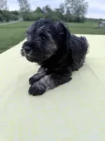 Gabe, a male Miniature Schnauzer for sale in Knob Noster, MO – 2 of 3