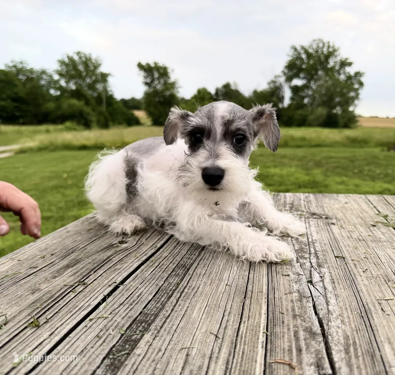 Oscar – Miniature Schnauzer puppy for sale in Knob Noster, MO