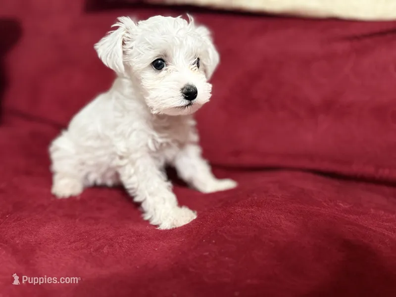 Oliver – Miniature Schnauzer puppy for sale in Knob Noster, MO