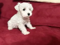 Oliver, a male Miniature Schnauzer for sale in Knob Noster, MO – 1 of 2