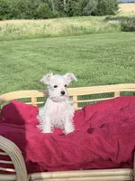 Oliver, a male Miniature Schnauzer for sale in Knob Noster, MO – 2 of 7