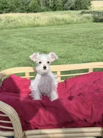 Oliver, a male Miniature Schnauzer for sale in Knob Noster, MO – 4 of 7