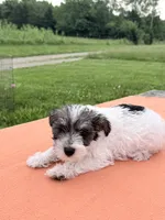 Oscar, a male Miniature Schnauzer for sale in Knob Noster, MO – 2 of 3