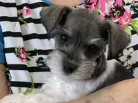 Buster, a male Miniature Schnauzer for sale in Knob Noster, MO – Photo 1 of 3