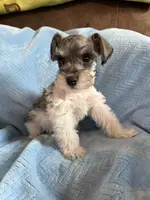 Buster, a male Miniature Schnauzer for sale in Knob Noster, MO – Photo 3 of 3