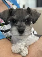 Buster, a male Miniature Schnauzer for sale in Knob Noster, MO – Photo 2 of 3