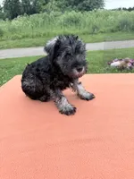 Gabe, a male Miniature Schnauzer for sale in Knob Noster, MO – 3 of 3