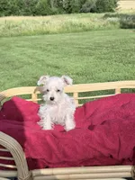 Oliver, a male Miniature Schnauzer for sale in Knob Noster, MO – 3 of 7