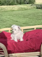 Oliver, a male Miniature Schnauzer for sale in Knob Noster, MO – 5 of 7