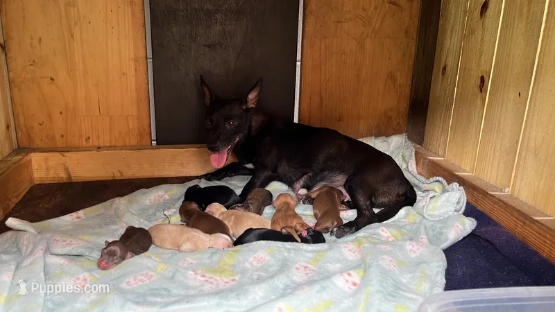 Princess  – Chihuahua puppy for sale in Altamonte Springs, FL