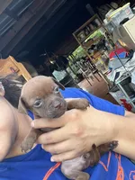 Princess , a male Chihuahua for sale in Altamonte Springs, FL – 4 of 7