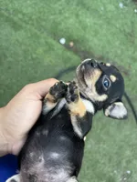 Princess , a male Chihuahua for sale in Altamonte Springs, FL – 7 of 7