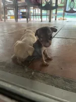 Princess , a male Chihuahua for sale in Altamonte Springs, FL – 6 of 7