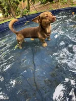 Princess , a male Chihuahua for sale in Altamonte Springs, FL – 5 of 5