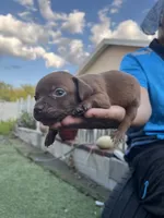 Princess , a male Chihuahua for sale in Altamonte Springs, FL – 5 of 7