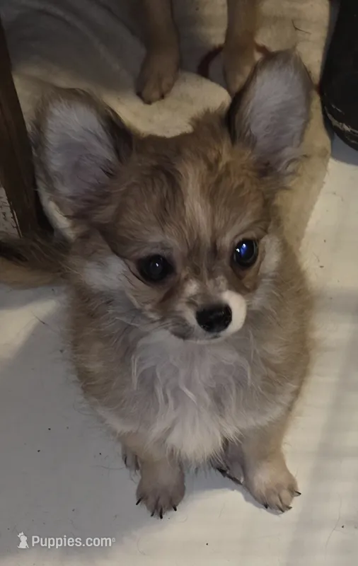 Spoof 1 – Chihuahua puppy for sale in Winchester, VA