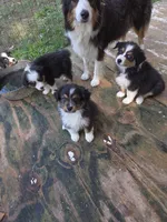 Mila 2, a female Australian Shepherd for sale in Winchester, VA – 7 of 7