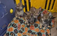 Mimi 3, a female Chihuahua and Pomeranian for sale in Cross Junction, VA – 3 of 8