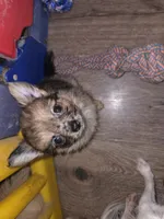 Mimi 1, a male Chihuahua for sale in Winchester, VA – 2 of 4