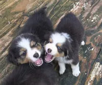 Mila 1, a male Australian Shepherd for sale in Winchester, VA – 3 of 6