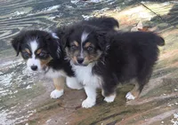 Mila 3, a female Australian Shepherd for sale in Winchester, VA – 1 of 5