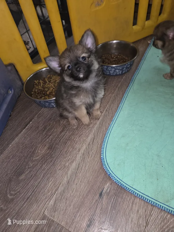Mimi 2 – Chihuahua, Pomeranian puppy for sale in Winchester, VA