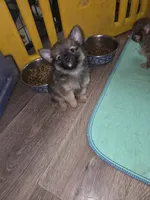 Mimi 2, a male Chihuahua and Pomeranian for sale in Winchester, VA – 1 of 4